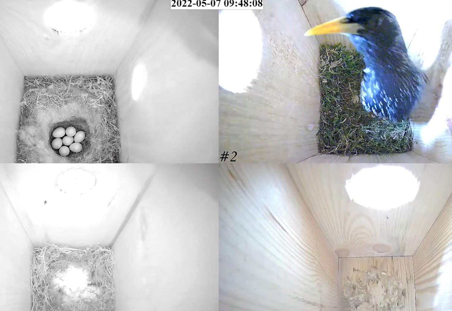 livebirdspoland_02c286a0f13d634000f7bc385cfb8f8f.jpg