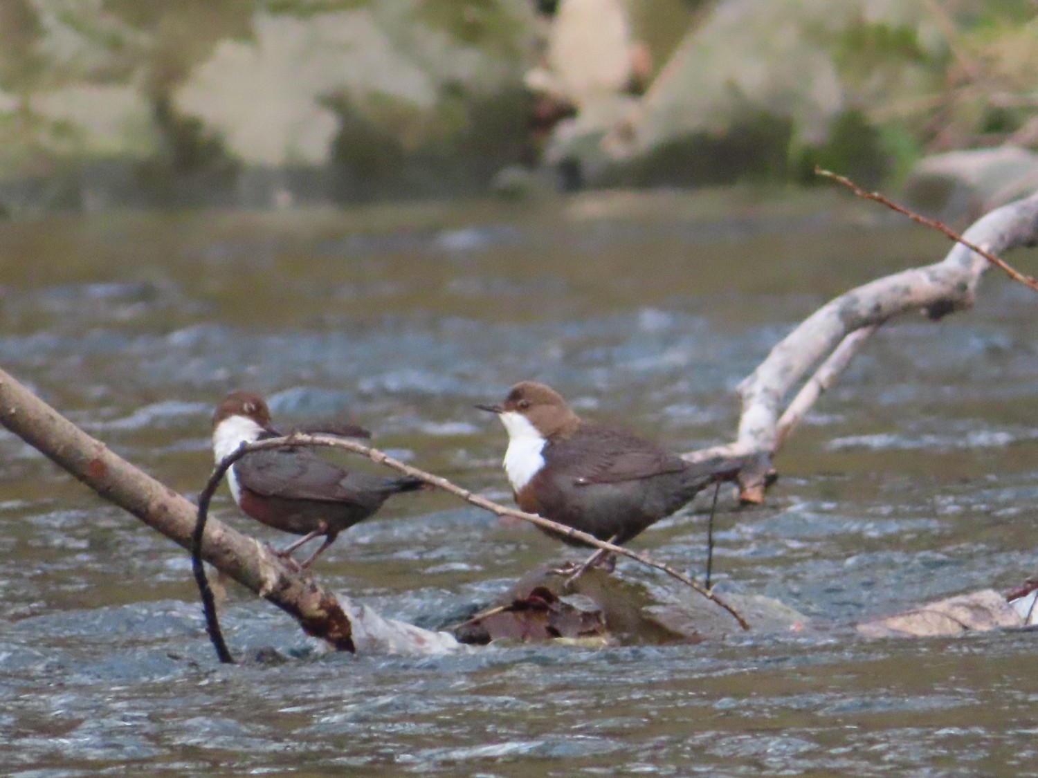 livebirdspoland_92ca95b32e750fd05d093de9e5cfc8cb.jpg