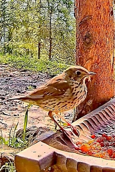 livebirdspoland_e5236be4dfc0e25af5fe63dc0026aa4e.jpg