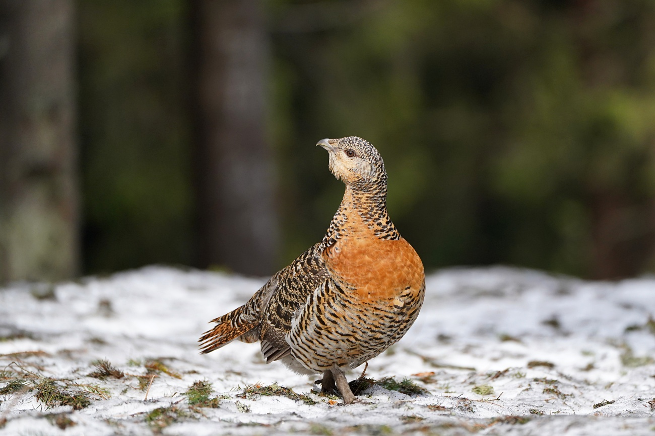 livebirdspoland_3b2936f2b2c3c40f7fc2d578c2dcef85.png
