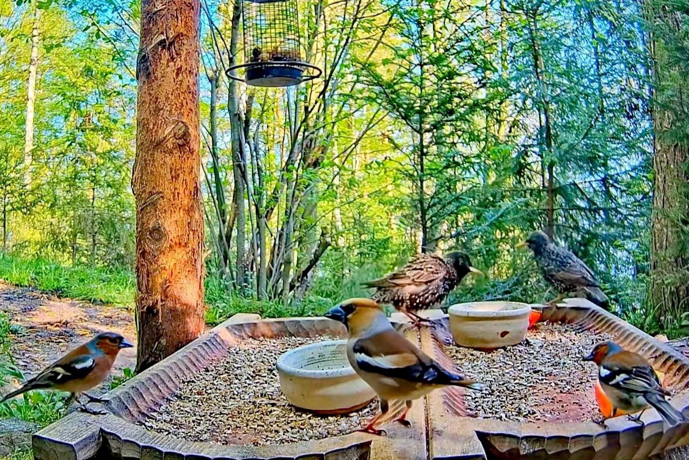 livebirdspoland_15524894257711705eaba0346fa9e69e.jpg