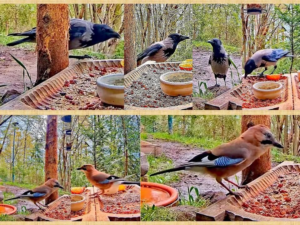 livebirdspoland_304f56c5faf569b12048d0fb0077a05f.jpg