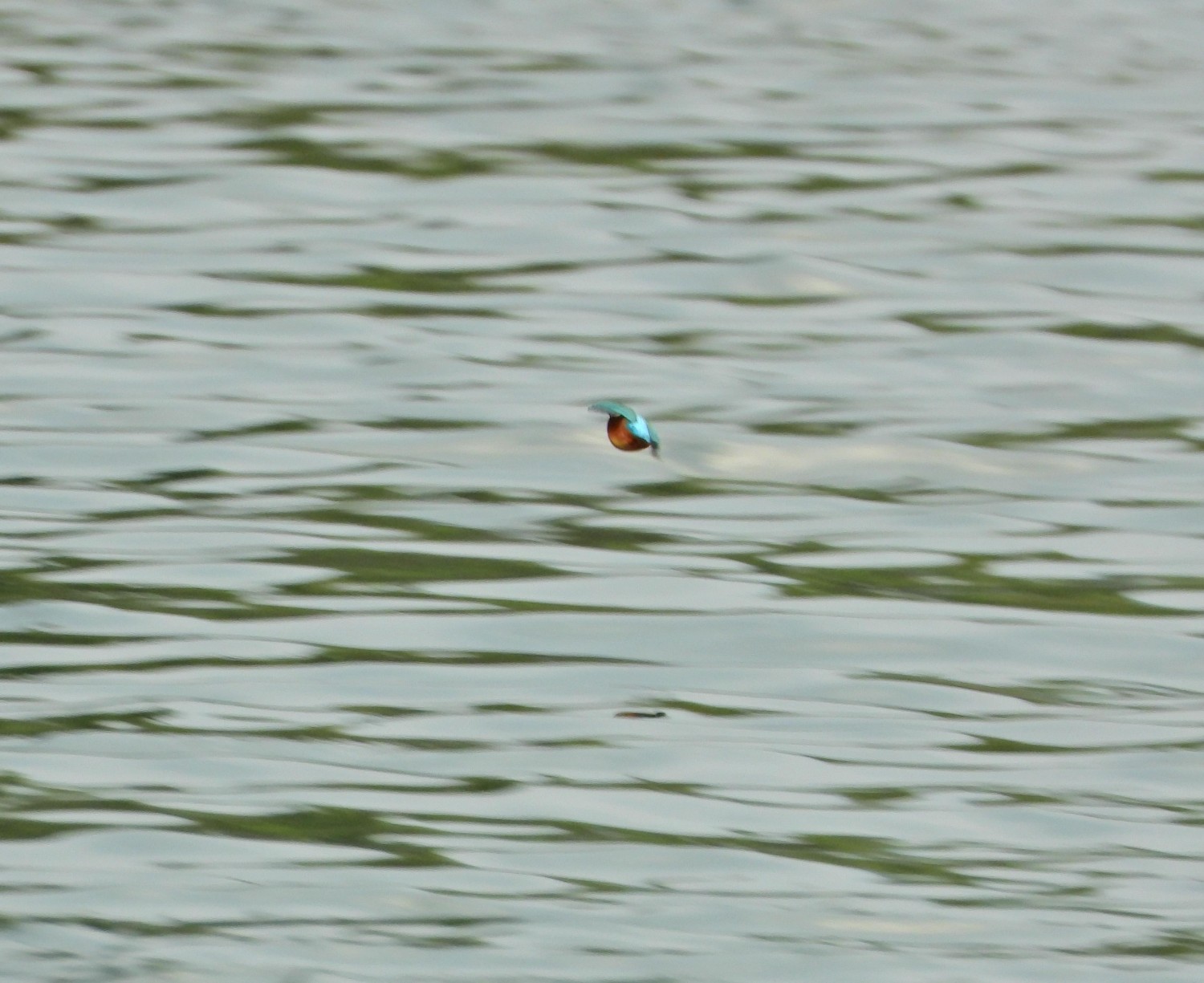 livebirdspoland_8a3dd9c851e0be11fe545f11e437127d.jpg