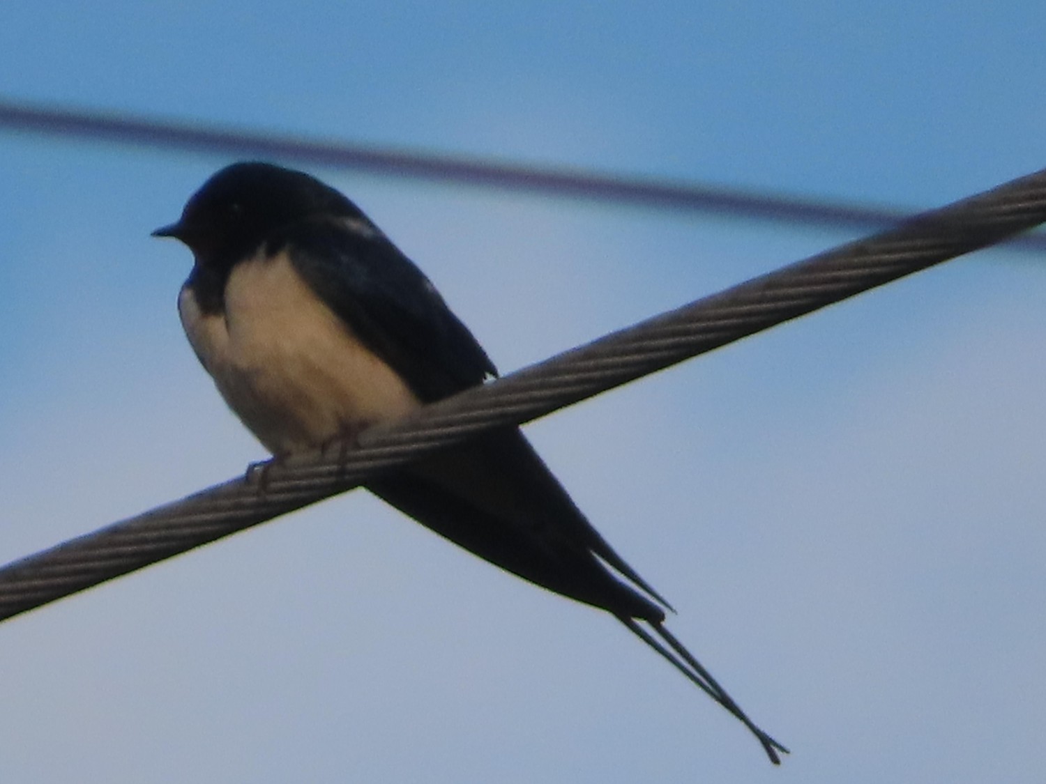livebirdspoland_6eafc2d2eed5aa5b85c2e6ad28564dba.jpg