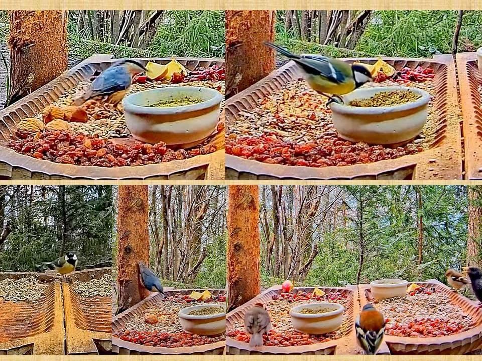 livebirdspoland_75adac1d68e109fd15ab128aa5012c87.jpg