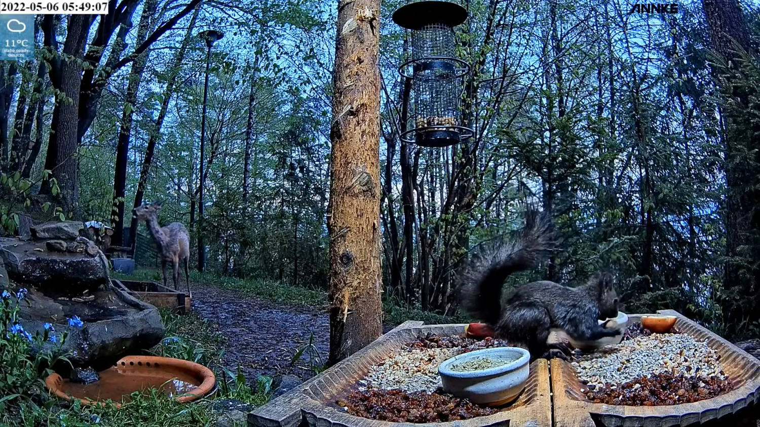 livebirdspoland_8aecfee49d1387282ffc2a7c68be68d6.png