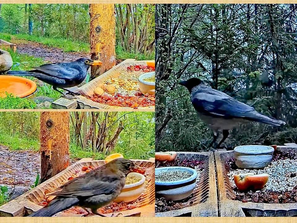 livebirdspoland_b1a2c829bcb41cbe5ef66490fd4cbc2b.jpg