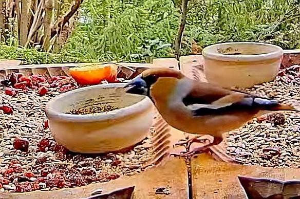 livebirdspoland_3d38e74de94558f58196cc1d01f72450.jpg