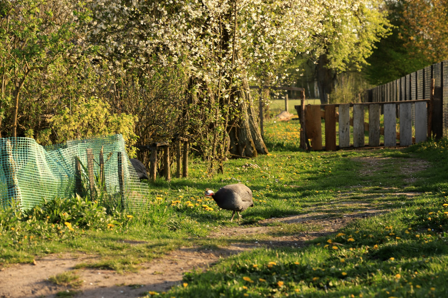 livebirdspoland_2f5f588d1547605843001edb0e82431b.png