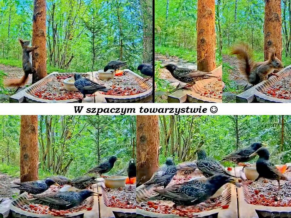 livebirdspoland_e8eb84ad4589c6ae33c95b7c760950b9.jpg