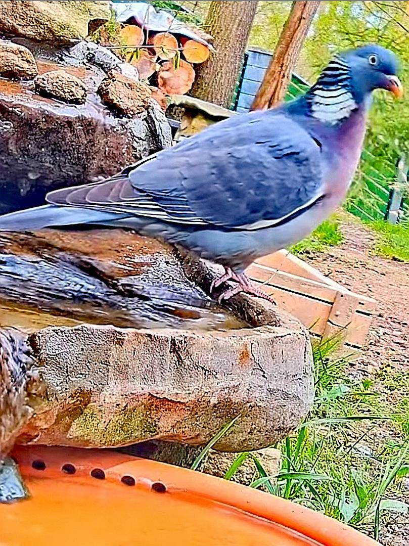 livebirdspoland_ae4be47efa638998e1dbb0ce92ba4868.jpg