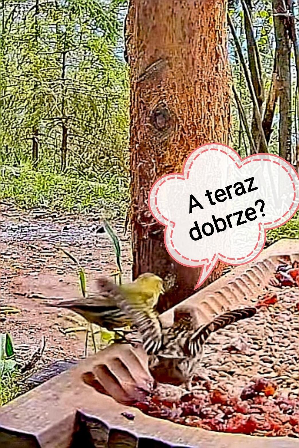 livebirdspoland_8e9e386d7b82d43fbfd0016b42ad6025.jpg