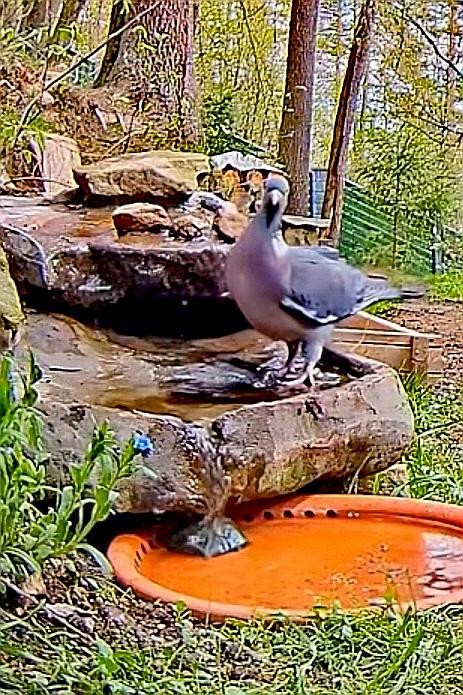livebirdspoland_a39e368e40e7fd3aa273962b6aabece4.jpg