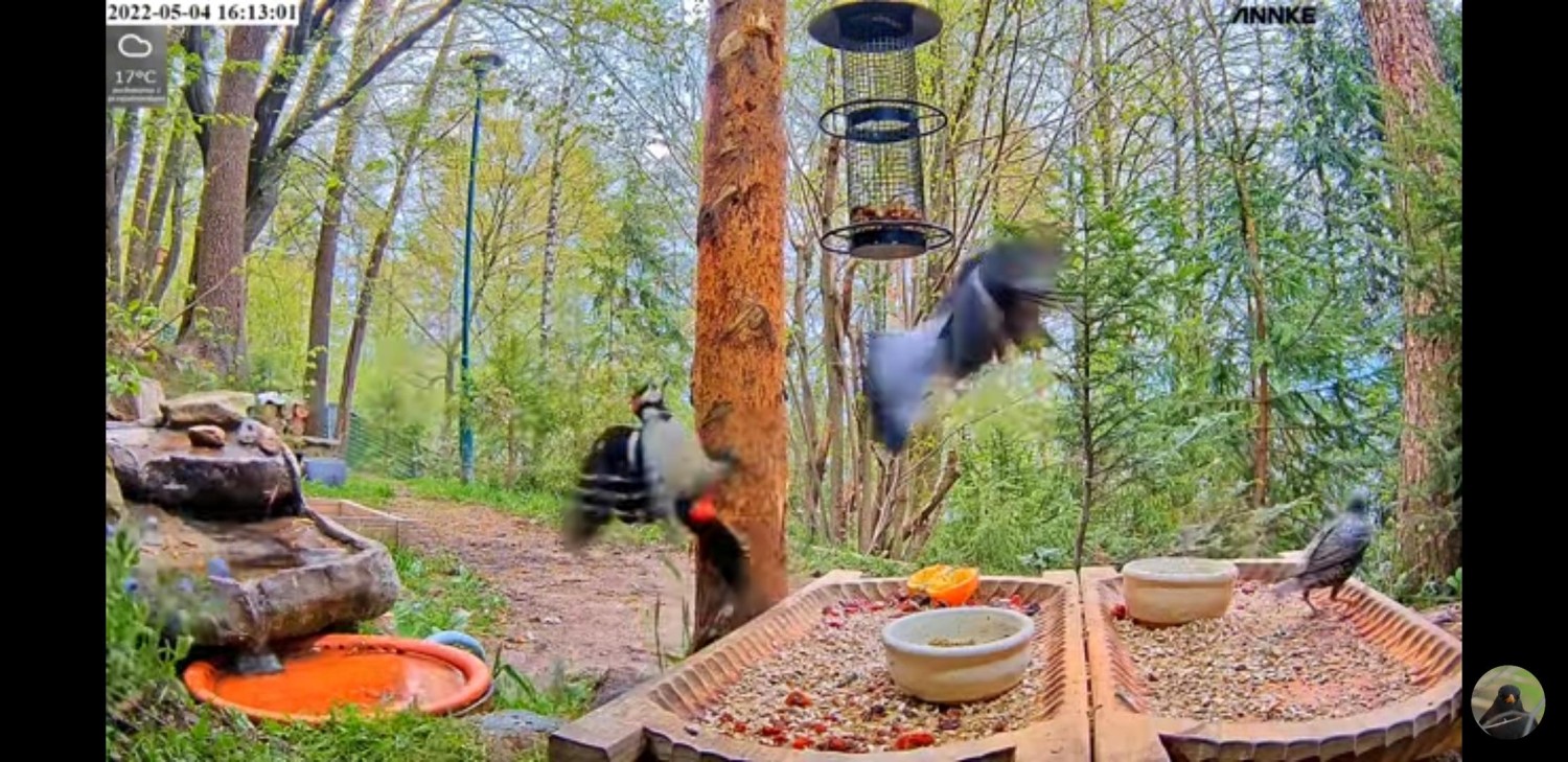 livebirdspoland_f58058b0334996ca42c82aa458c3175a.jpg