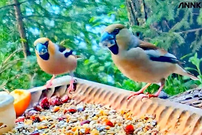livebirdspoland_7a6806b898f326403af1ac68c648b550.jpg