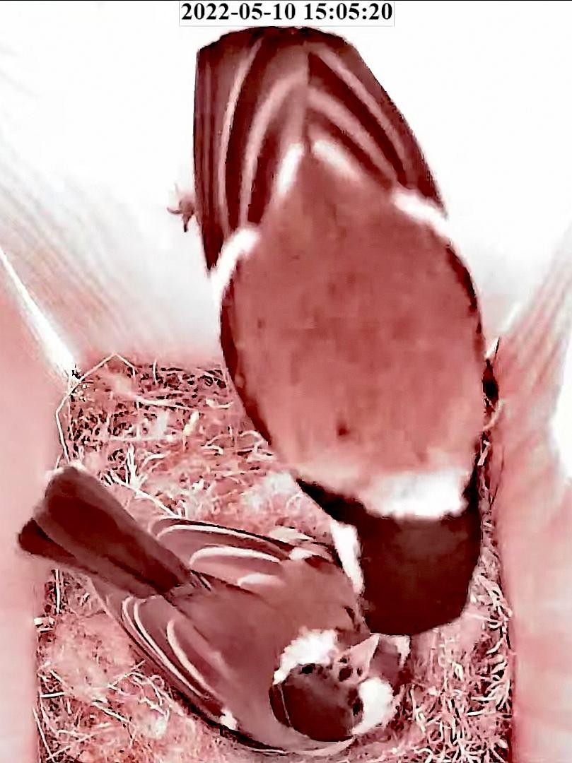 livebirdspoland_f3a72d8a34d2f74449477e7f033f9438.jpg
