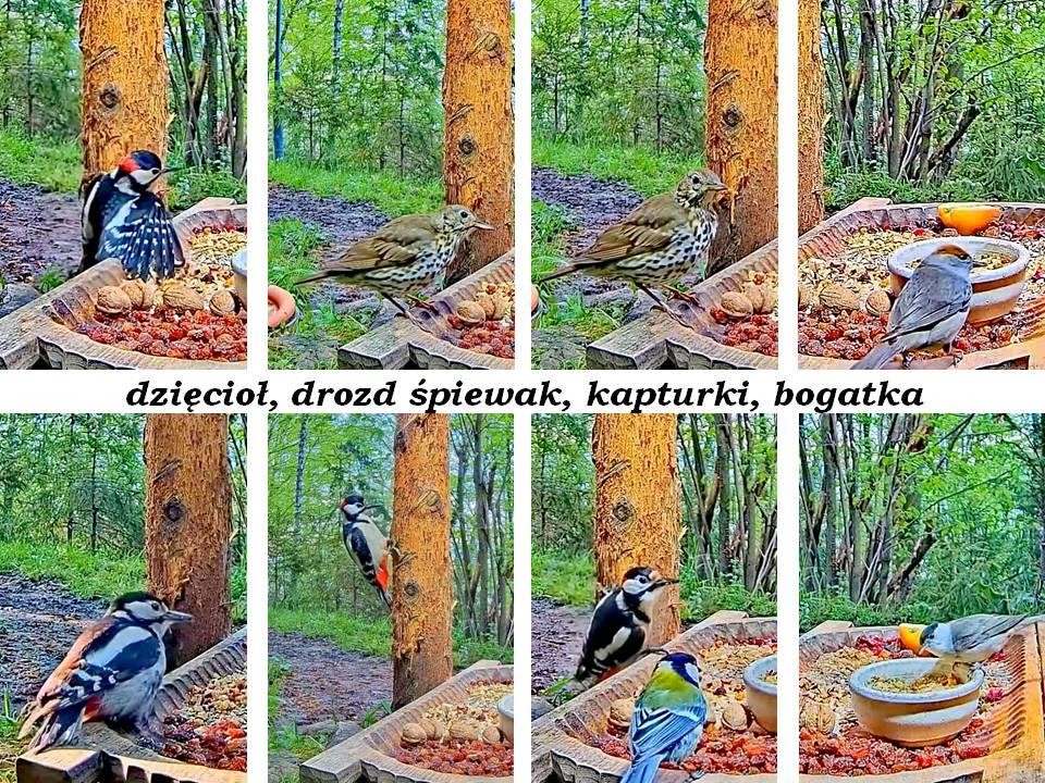 livebirdspoland_43cf108b61d74c03c96c8440311cd21e.jpg