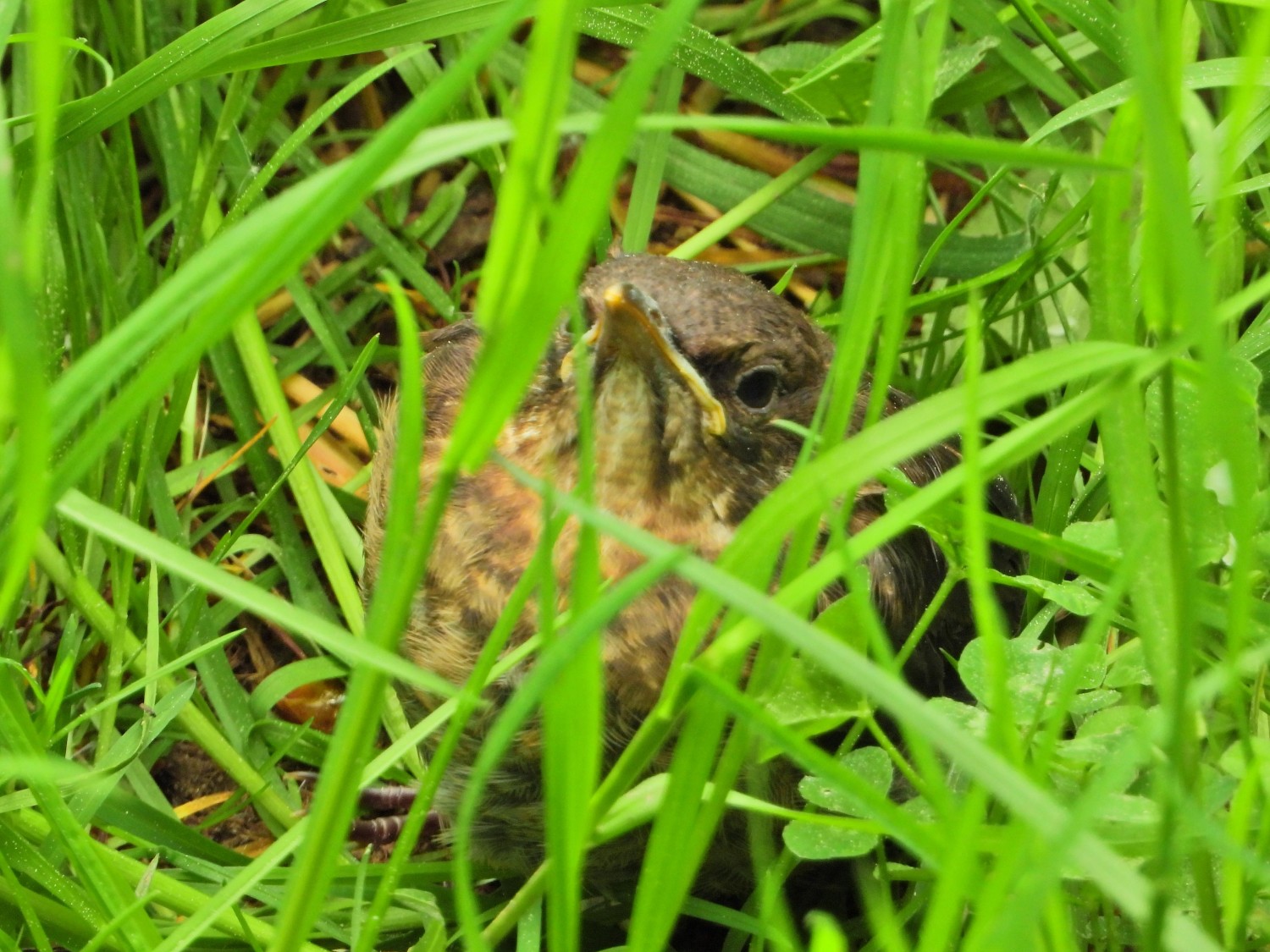livebirdspoland_301e2c693a3b56b5fb07367086e67483.jpg