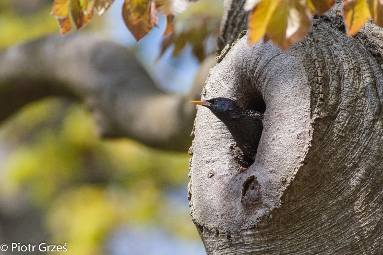 livebirdspoland_7475c9d97b72aeb1a73f2a22a6b21613.jpg