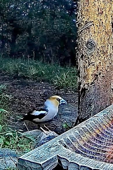 livebirdspoland_9c240b8e1d5ba0c375a780043e384495.jpg
