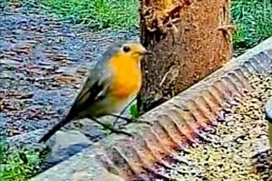 livebirdspoland_9496eb33e50699fd2c98e0a9ad4a7ea0.jpg