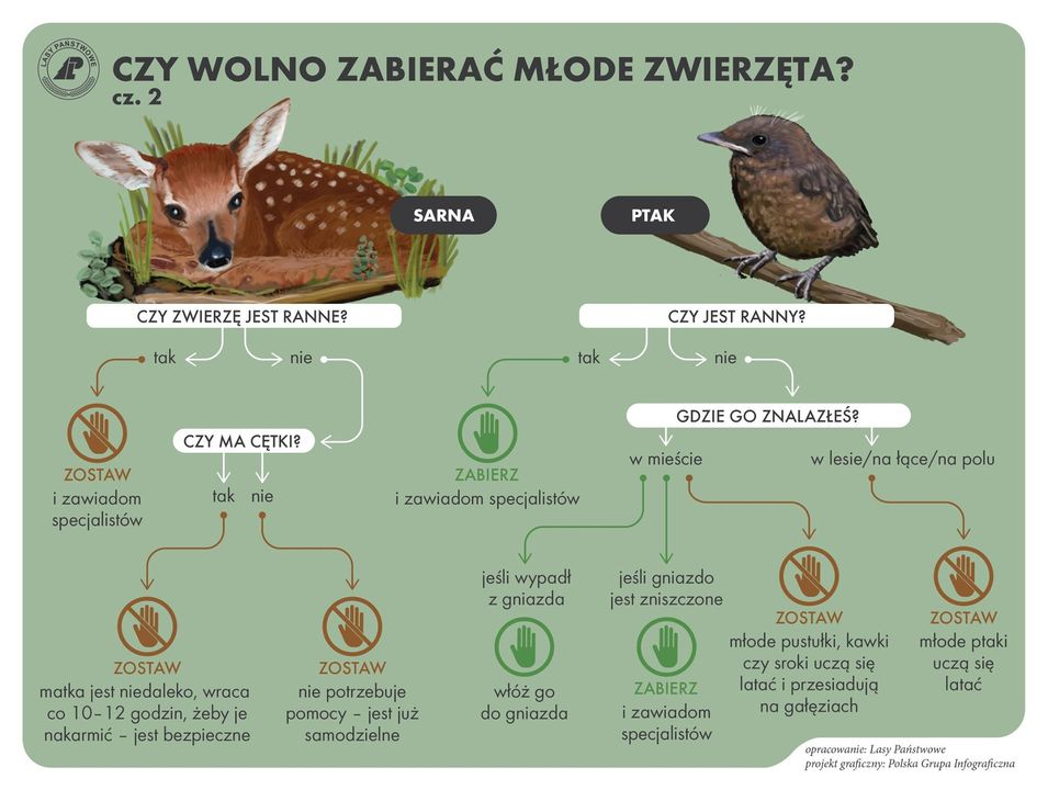livebirdspoland_a4d405f951459fad24aa9205a1c64c43.png