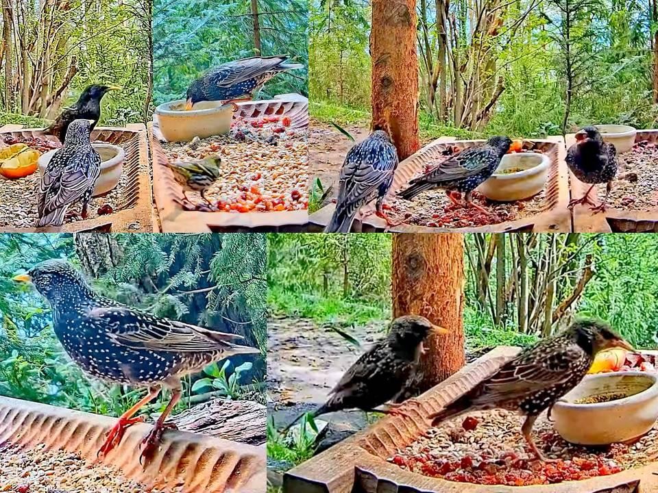 livebirdspoland_5989f5b4ee8f7da7c5acb48ff33bfb4f.jpg