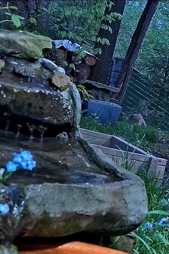livebirdspoland_a4f0fb06039fd5666303dfd0989eef70.jpg