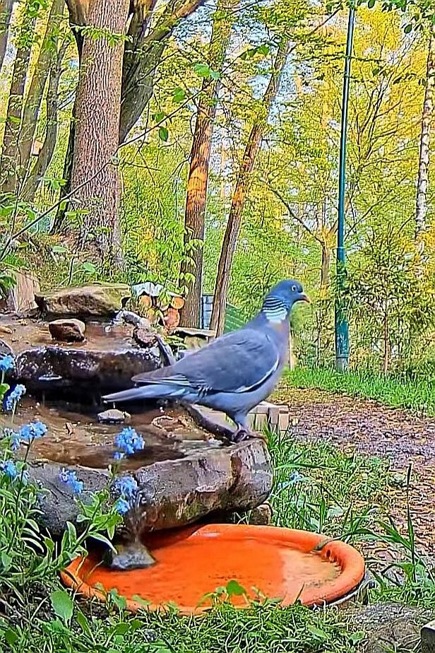 livebirdspoland_63362404826a4b709962d478d76ca152.jpg