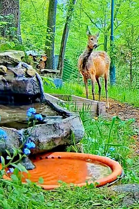 livebirdspoland_948879754501e8dab9c8903f19c6d3a0.jpg