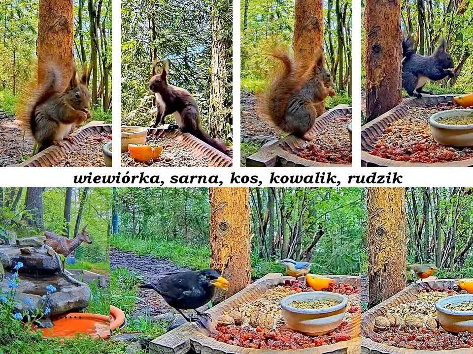 livebirdspoland_7d6f2e64c015fec82716f5a34d6e7ab9.jpg