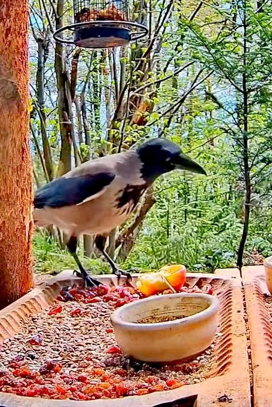 livebirdspoland_4d32ef88fde8ecb279fb562fd9978214.jpg