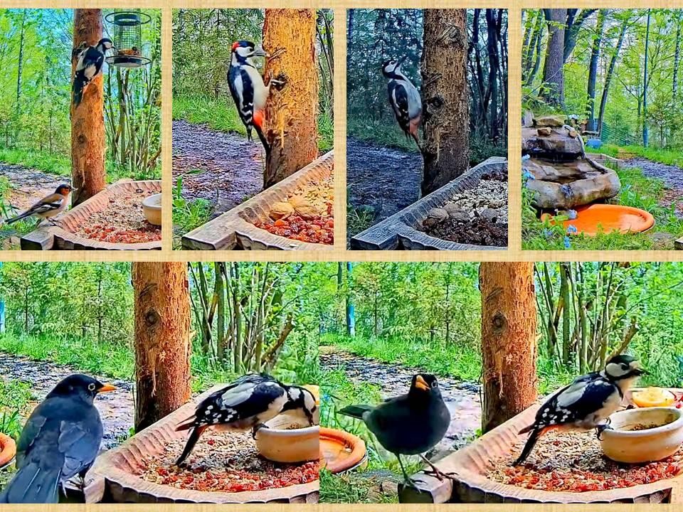 livebirdspoland_285f4d4a4997ecbf07bca6eefc121fe7.jpg