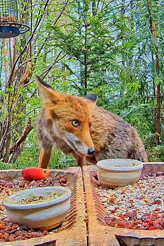 livebirdspoland_2e3f97cff0eff9a1ff094acf886b665f.jpg