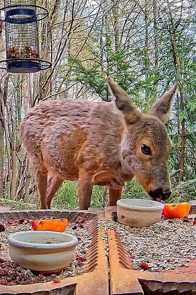 livebirdspoland_93d9232cdfbf2a438518a39d6ef65595.jpg