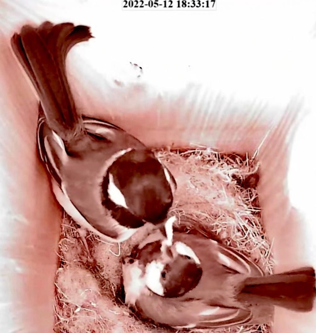 livebirdspoland_88db8740d2fa45e391ff5ac8f59bbf44.jpg