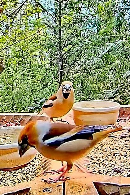 livebirdspoland_ca4febe7b81aff3d349a329dd1a451c3.jpg