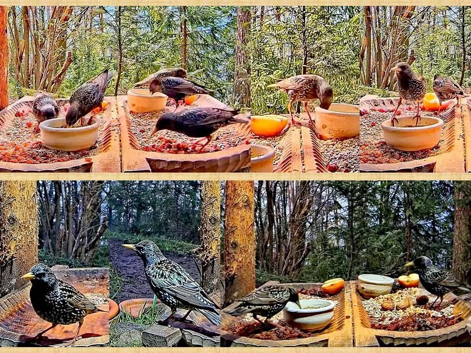 livebirdspoland_23d4a21d19ef32bd94e7388b4701c030.jpg