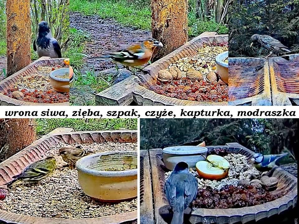 livebirdspoland_b2c17482a7991c6267b4cd95bb2ce15e.jpg