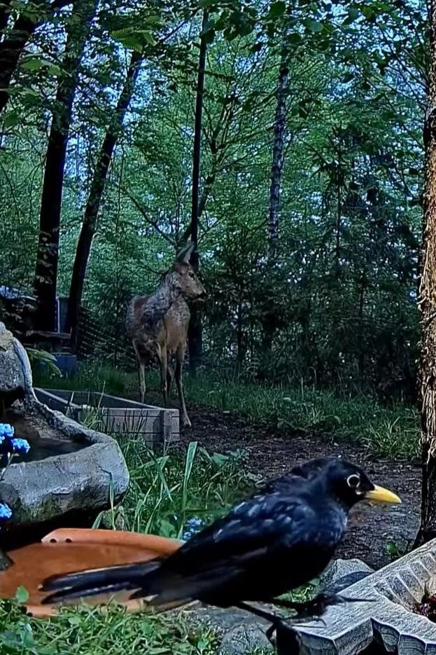 livebirdspoland_03873b679deebc49f1f69b604463266a.jpg