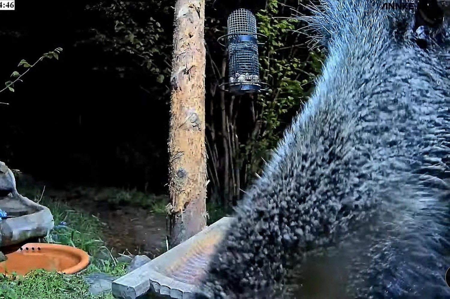livebirdspoland_a44e27c63b144987ccaa53bf26bc2076.jpg