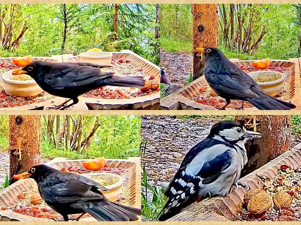 livebirdspoland_be36ce839b658b0488489514967e7ac2.jpg