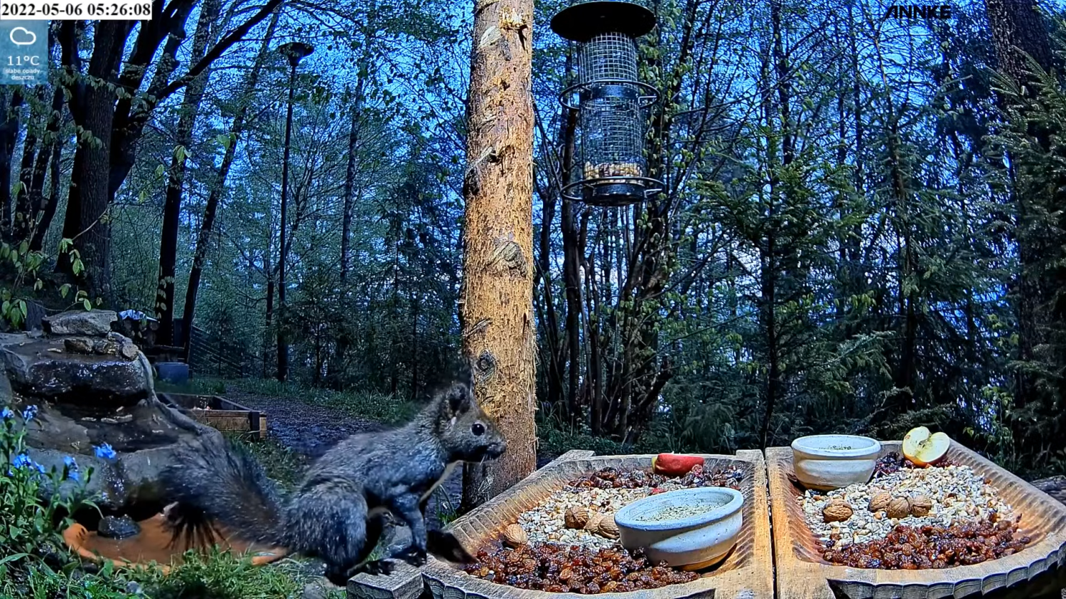livebirdspoland_3e0e91386bb72a44b54cc3a1e5fecb1e.png