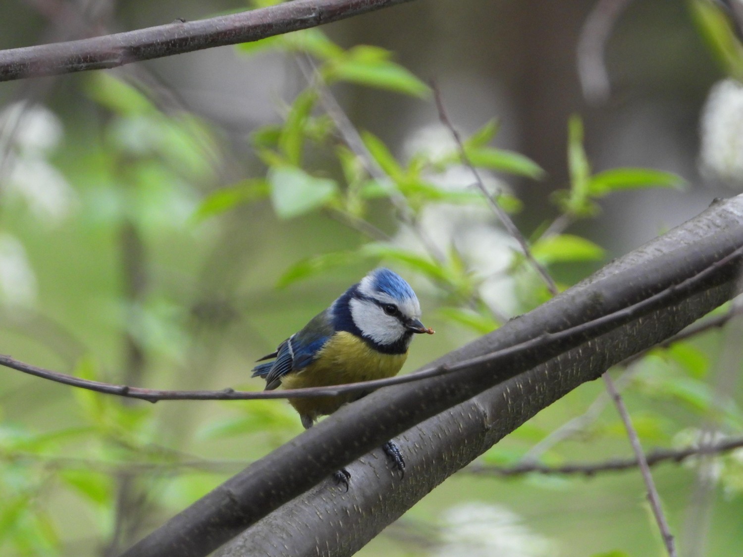 livebirdspoland_c186e264b3b5a84b4f69b5973a34d4e9.jpg