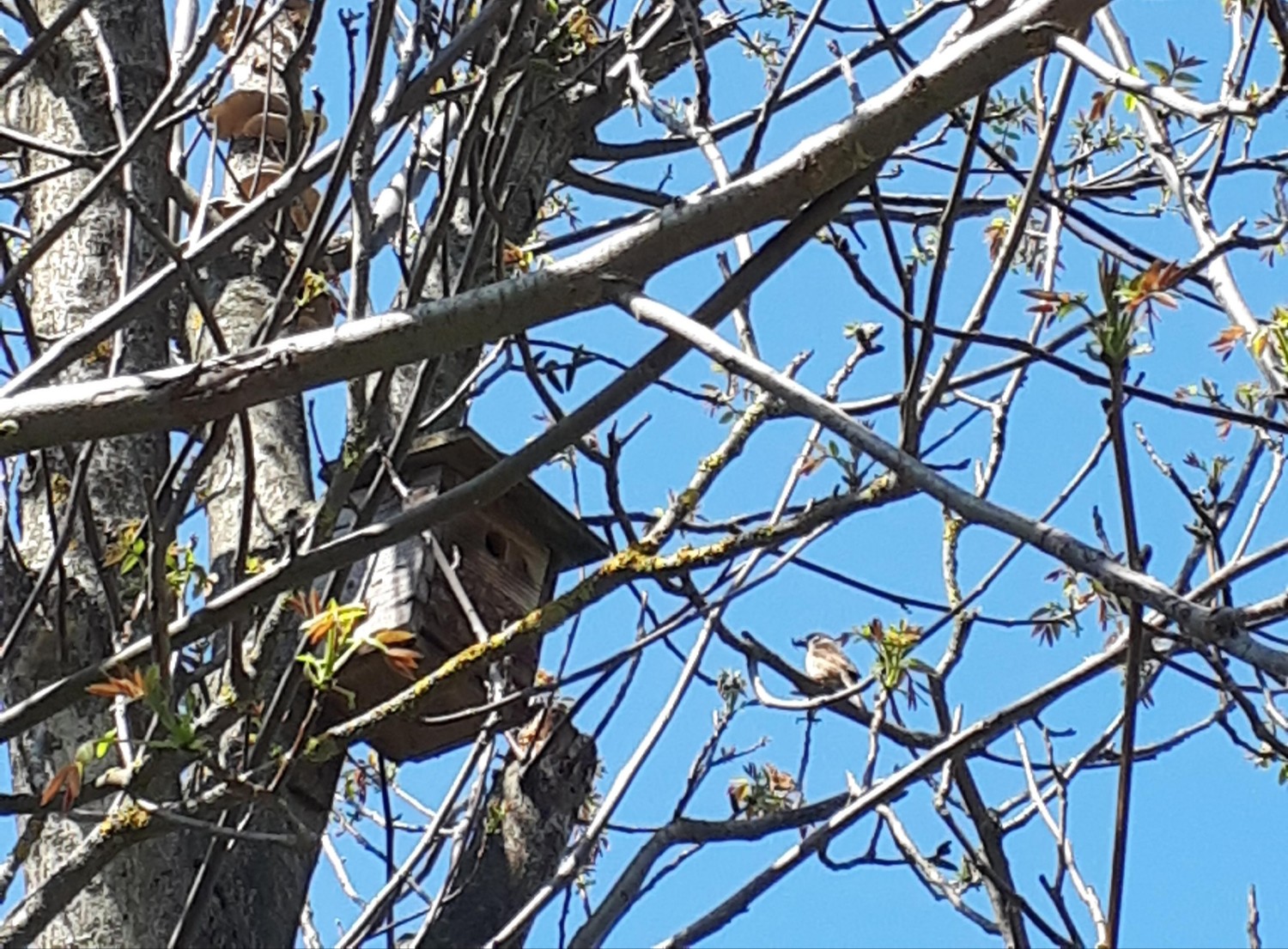 livebirdspoland_a58fef03d848453b0147fbf3c5f8932c.jpg