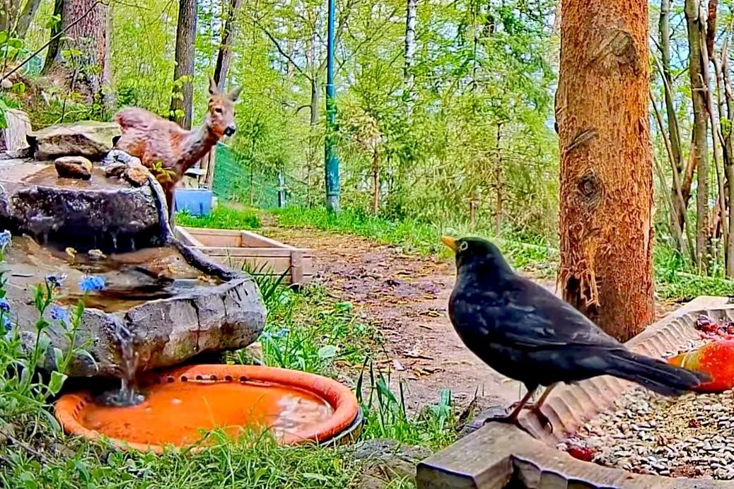 livebirdspoland_5cd3fd379d7c3bbbb09886a40be637c6.jpg