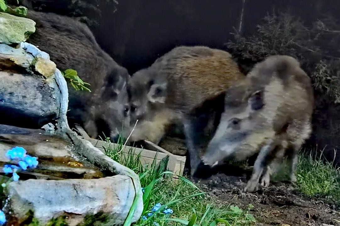 livebirdspoland_b491f41a483ed1ec4b6fd2ffe1308271.jpg