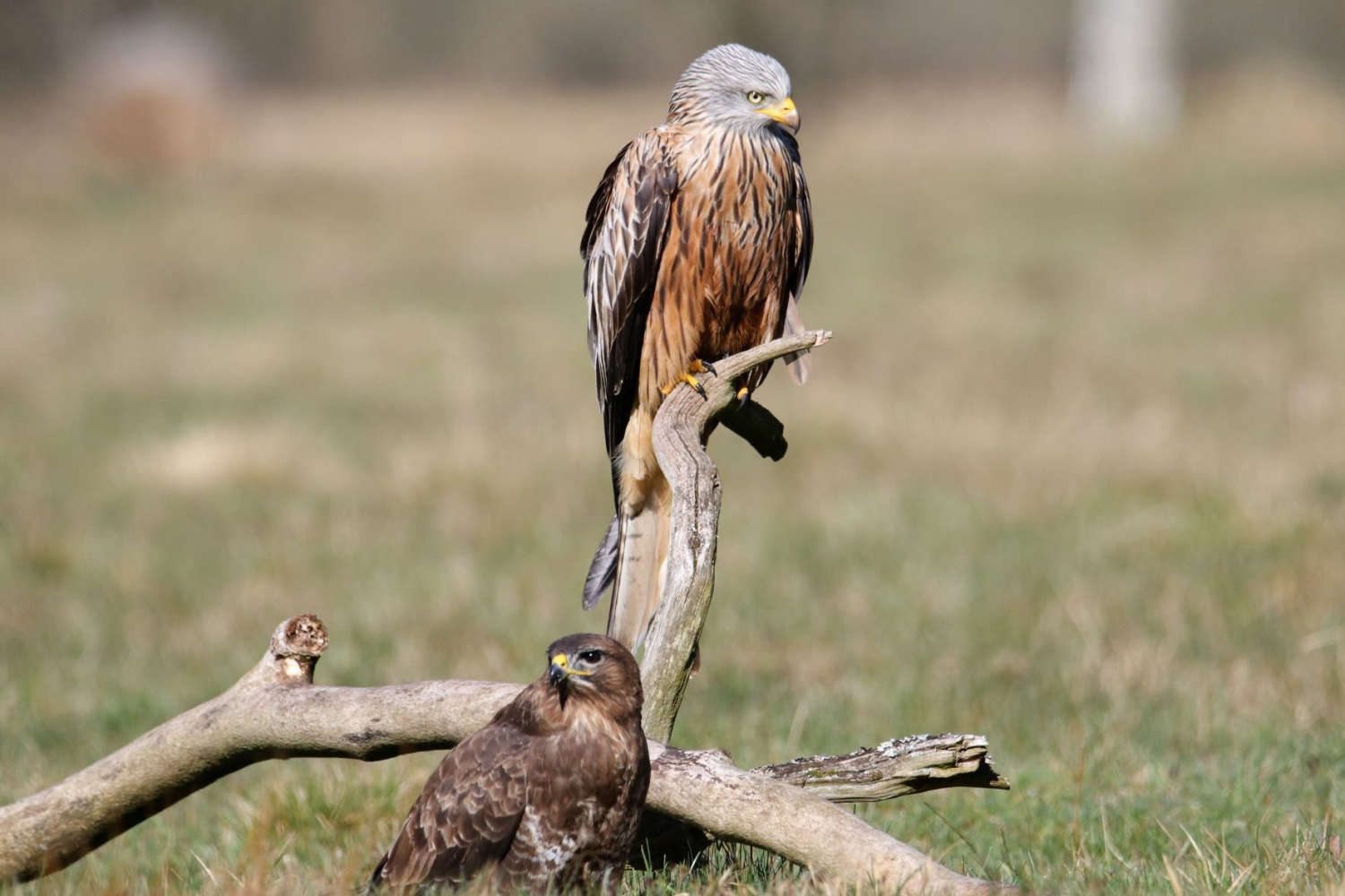 livebirdspoland_6fc73c79082fc87c32f44e780bd178fa.png