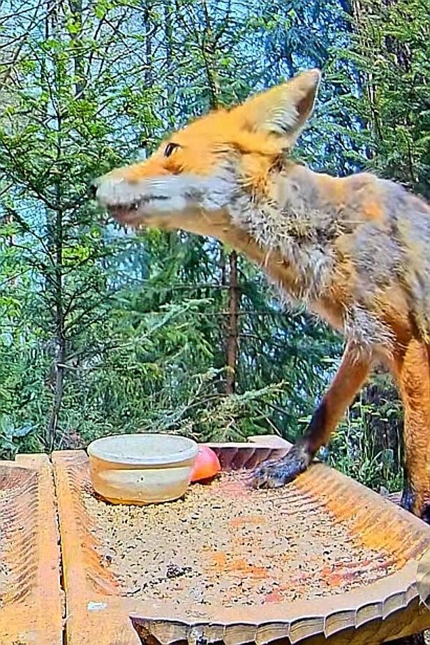 livebirdspoland_5df7166c01139b717ee53b4c5e1b6dca.jpg