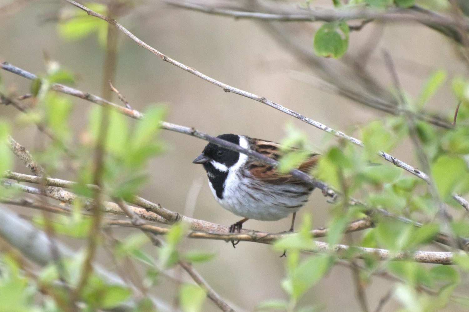 livebirdspoland_dc2c67bd2180b645d1a6275d74948036.jpg